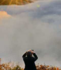 フォーチュンのサクラ「しらいし 闘病中」